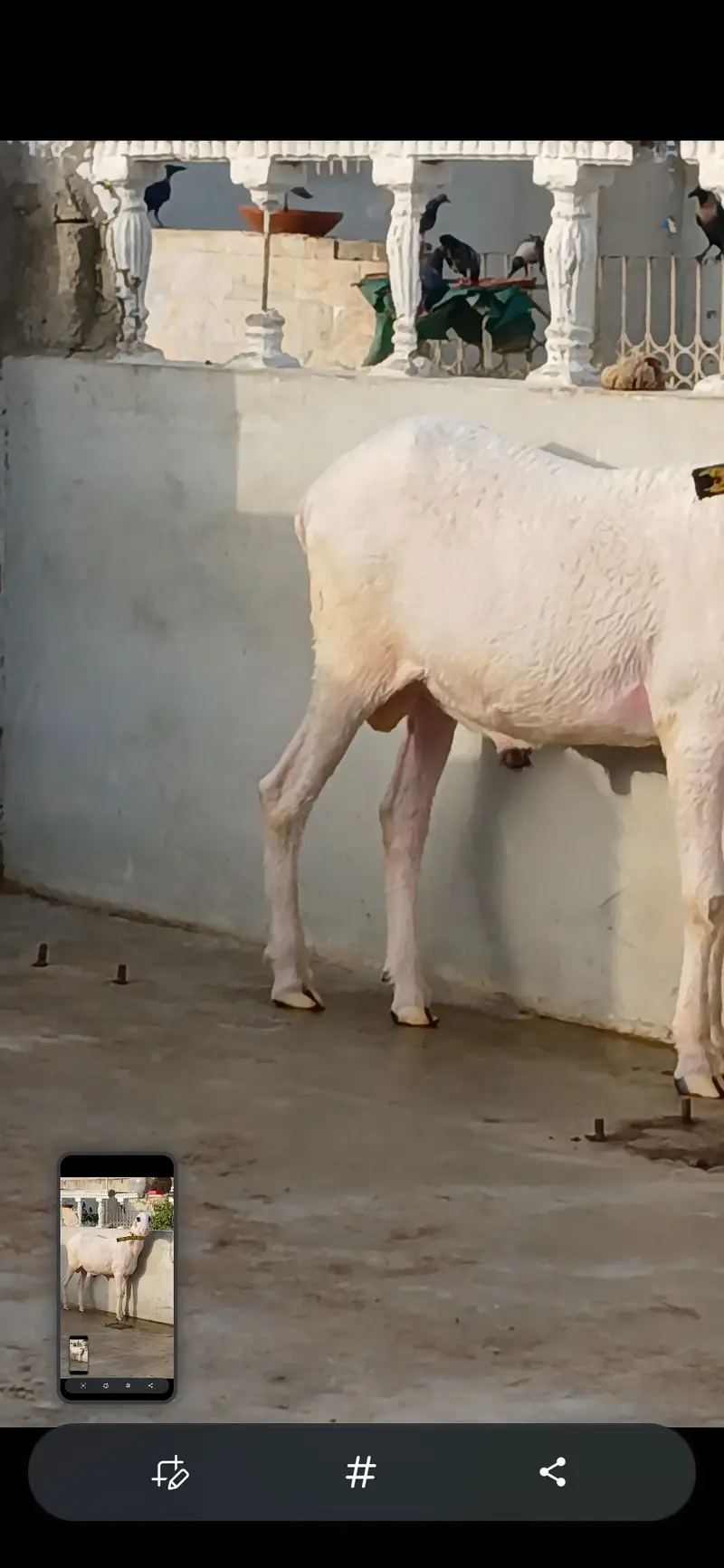 Goat   and sheep — photo 3