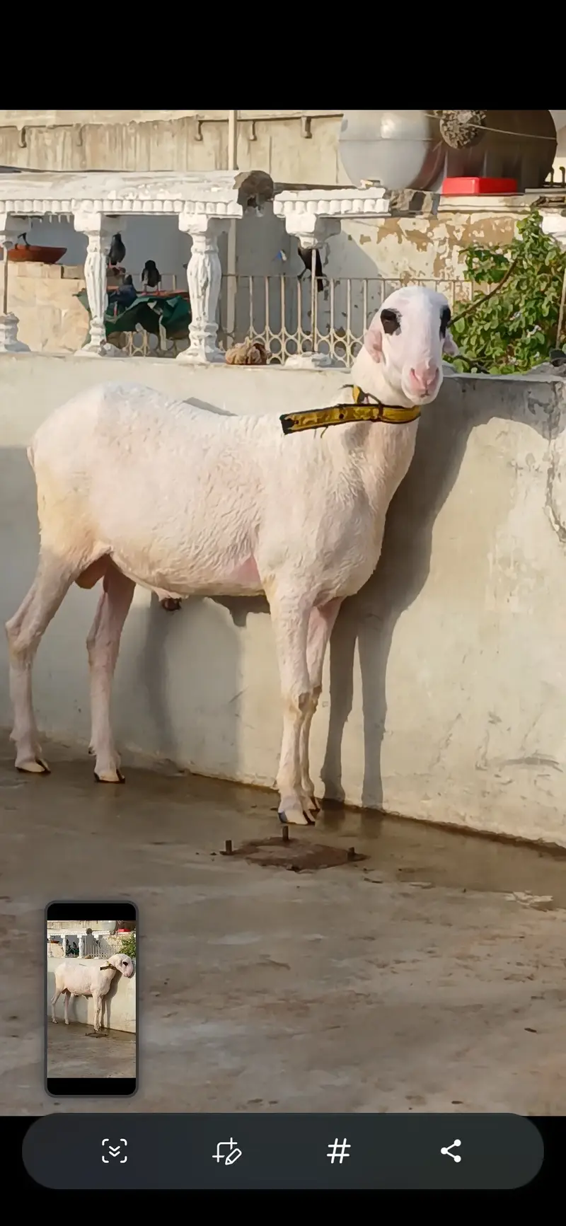 Goat   and sheep — photo 4