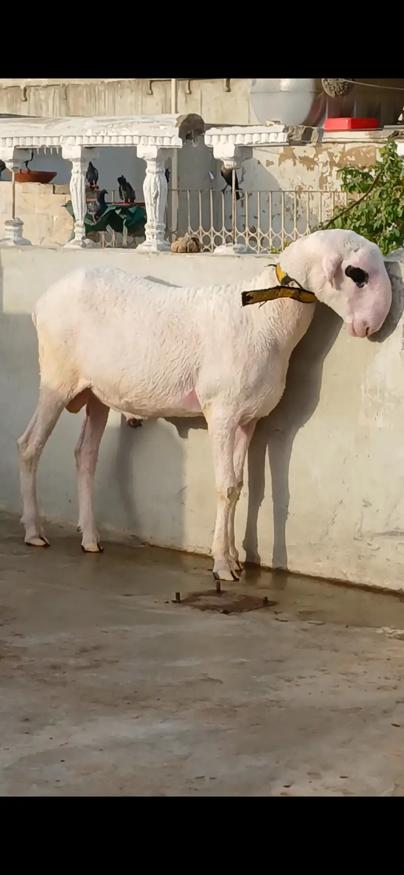Goat   and sheep — photo 5