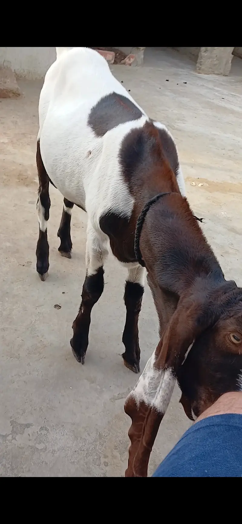 Goat   and sheep — photo 7
