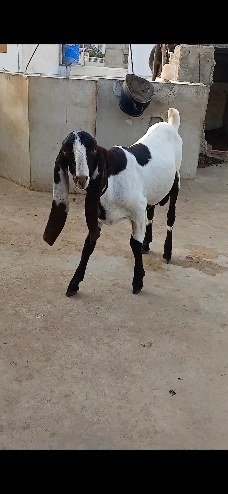Goat   and sheep — photo 10