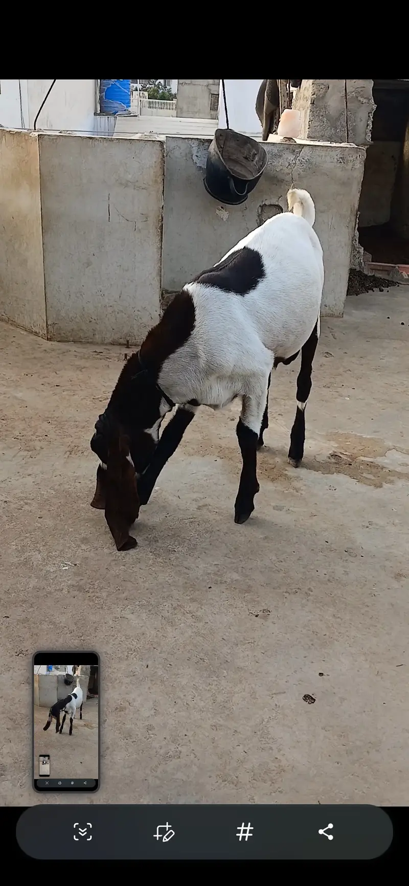 Goat   and sheep — photo 11