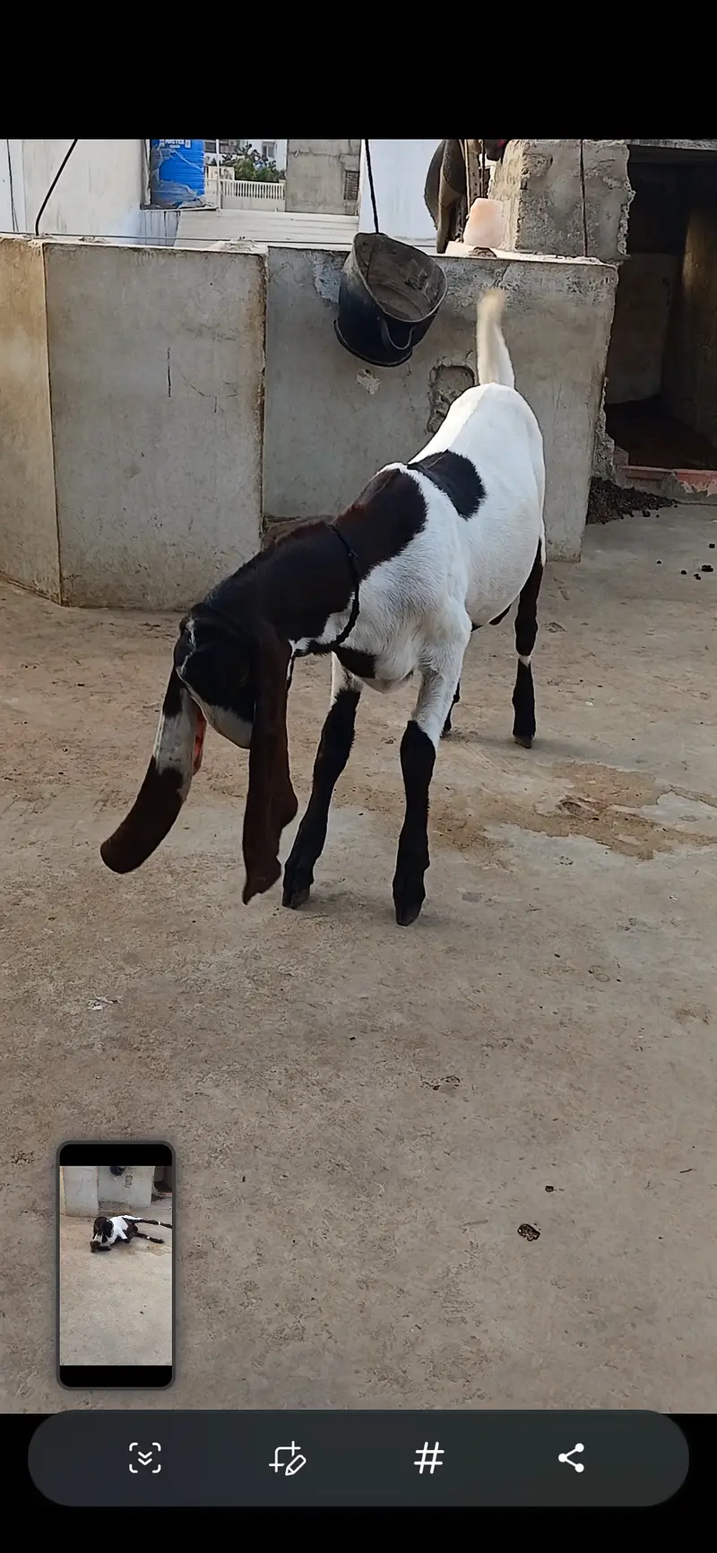 Goat   and sheep — photo 12
