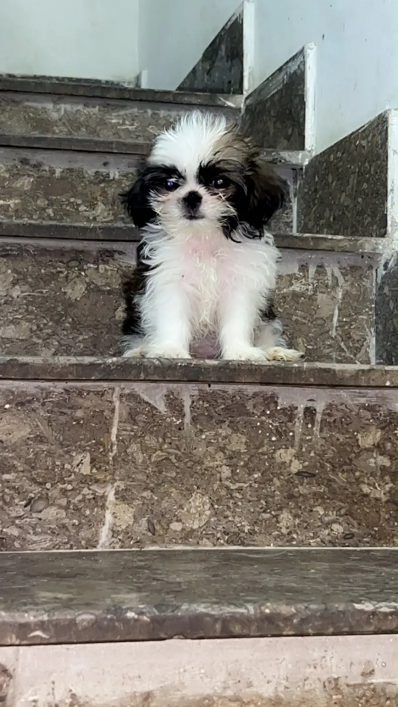 Shihtzu puppy for sale — photo 3