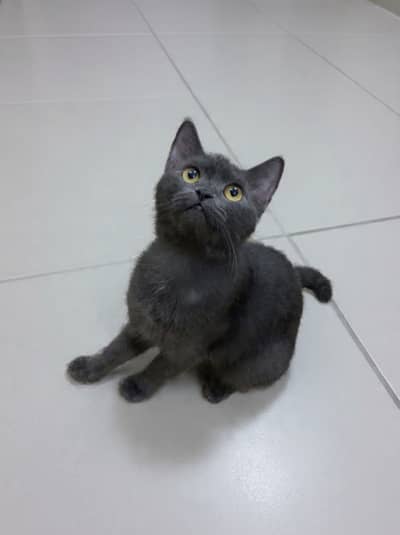 British Shorthair