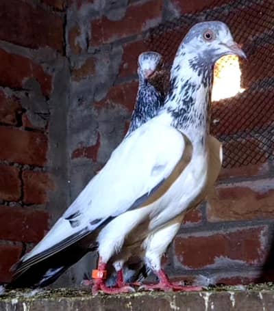 pure mian nazer Wala tassver Wala or daku nar for sale 3136570817