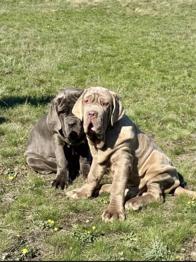 Neapolitan Mastiff