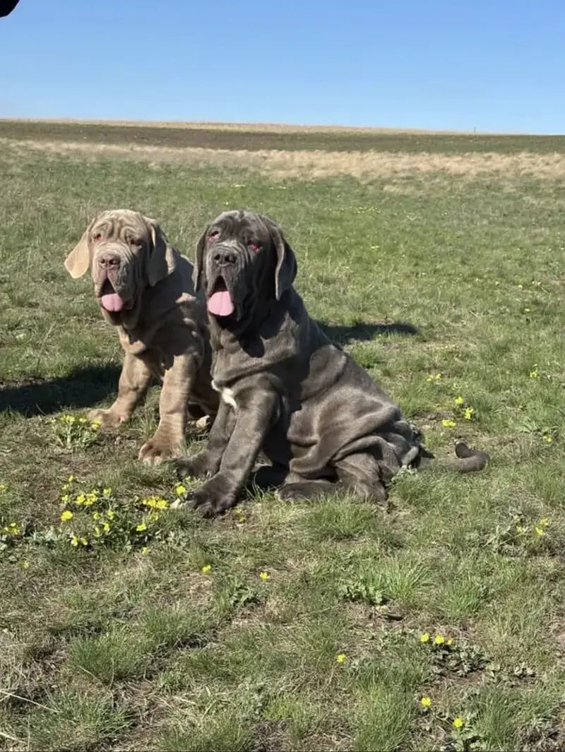 Neapolitan Mastiff — photo 2