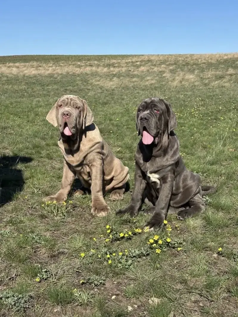 Neapolitan Mastiff — photo 3