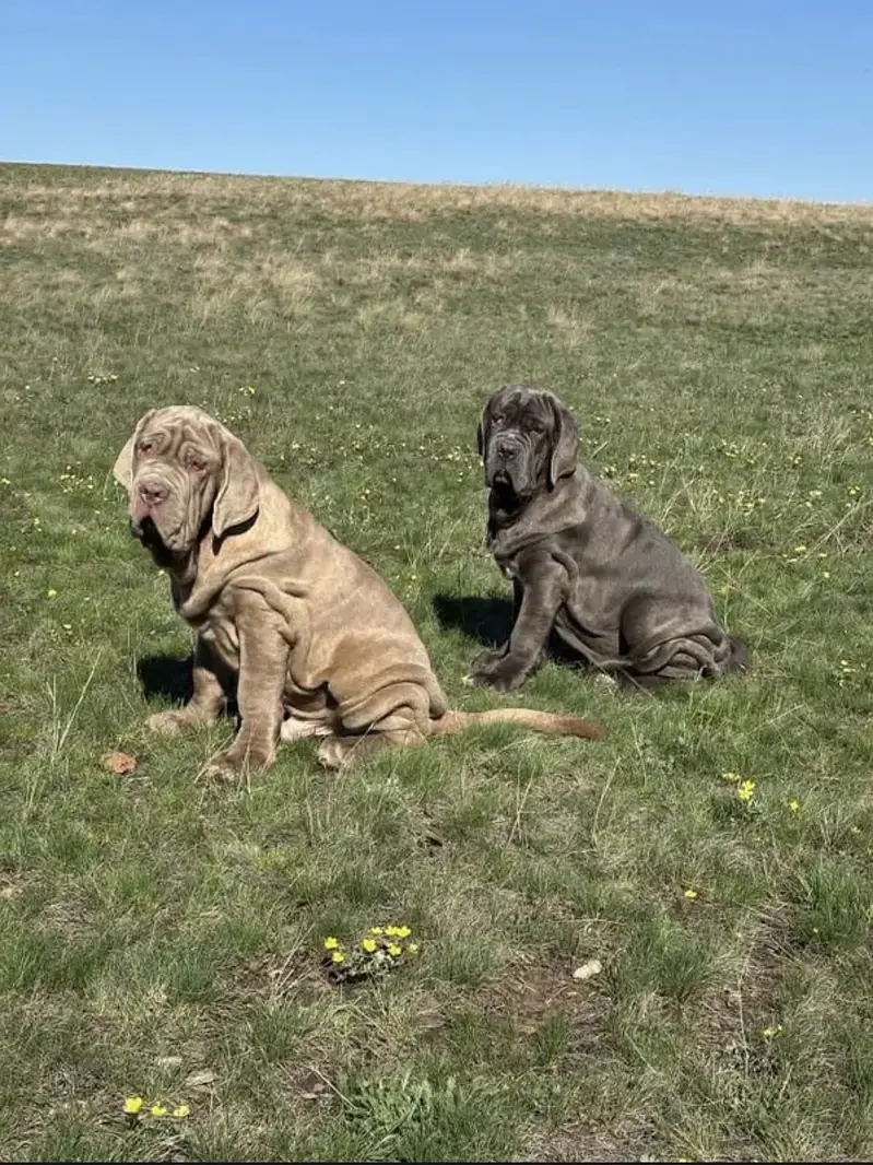 Neapolitan Mastiff — photo 4