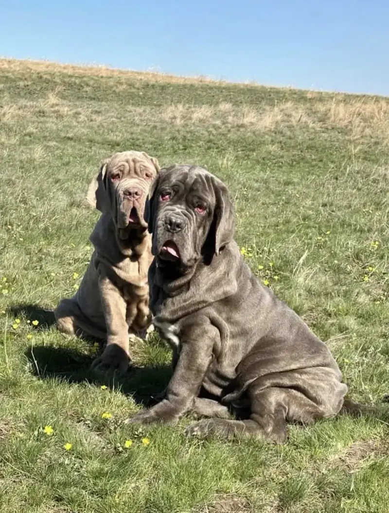 Neapolitan Mastiff — photo 5