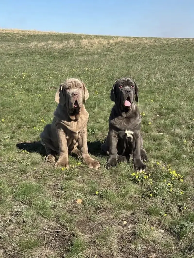 Neapolitan Mastiff — photo 6