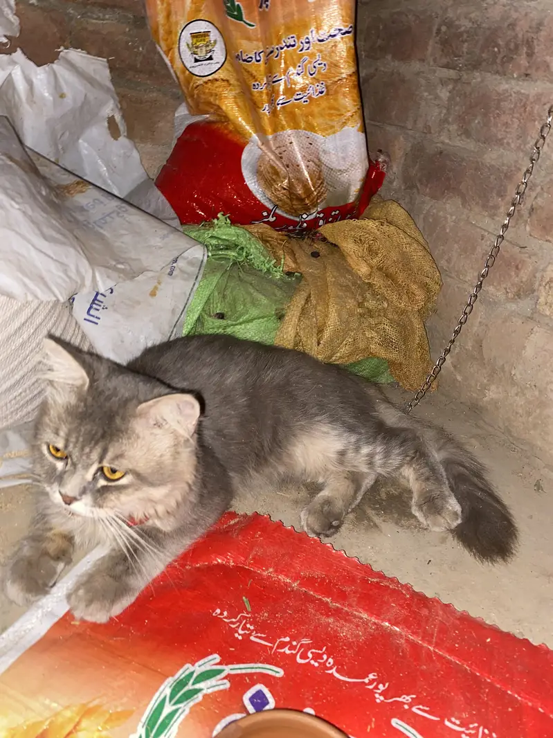 Full friendly male cat grey color full trained