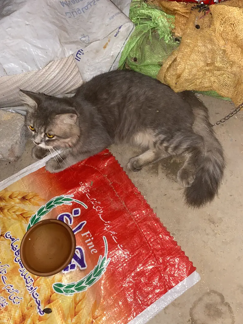 Full friendly male cat grey color full trained — photo 2