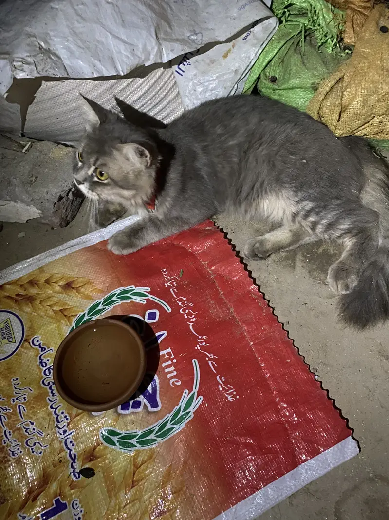 Full friendly male cat grey color full trained — photo 3