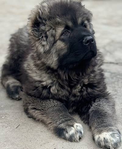 Caucasian shepherd