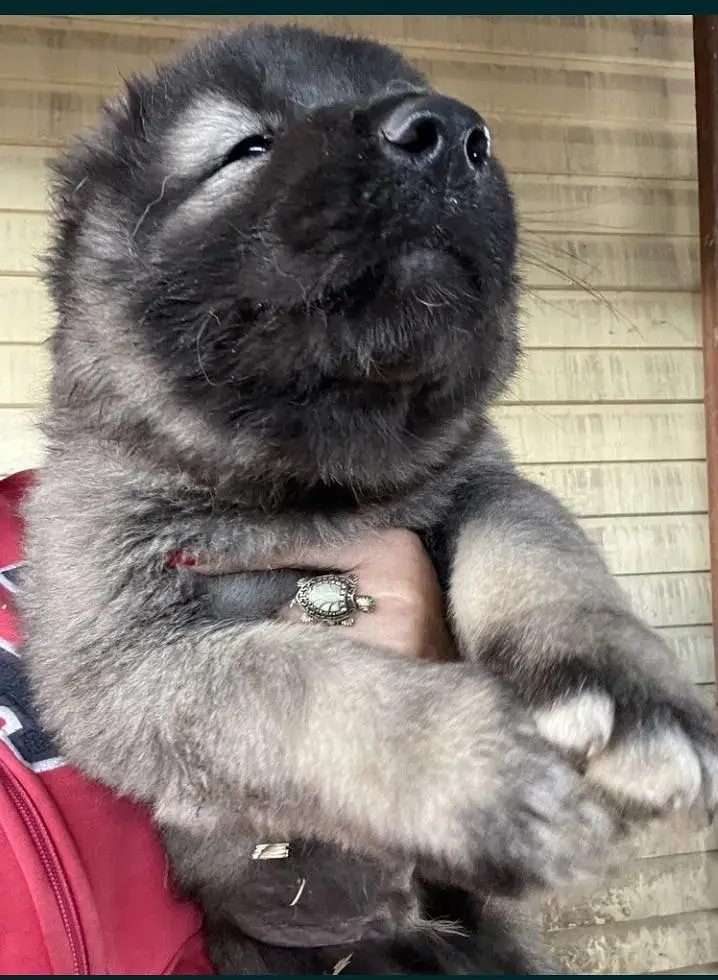 Caucasian shepherd — photo 2