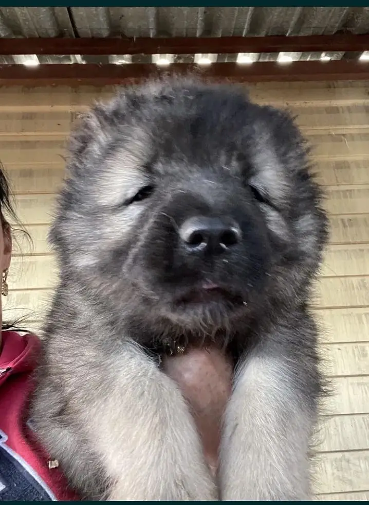 Caucasian shepherd — photo 4