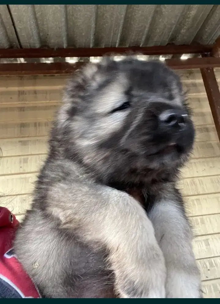 Caucasian shepherd — photo 5
