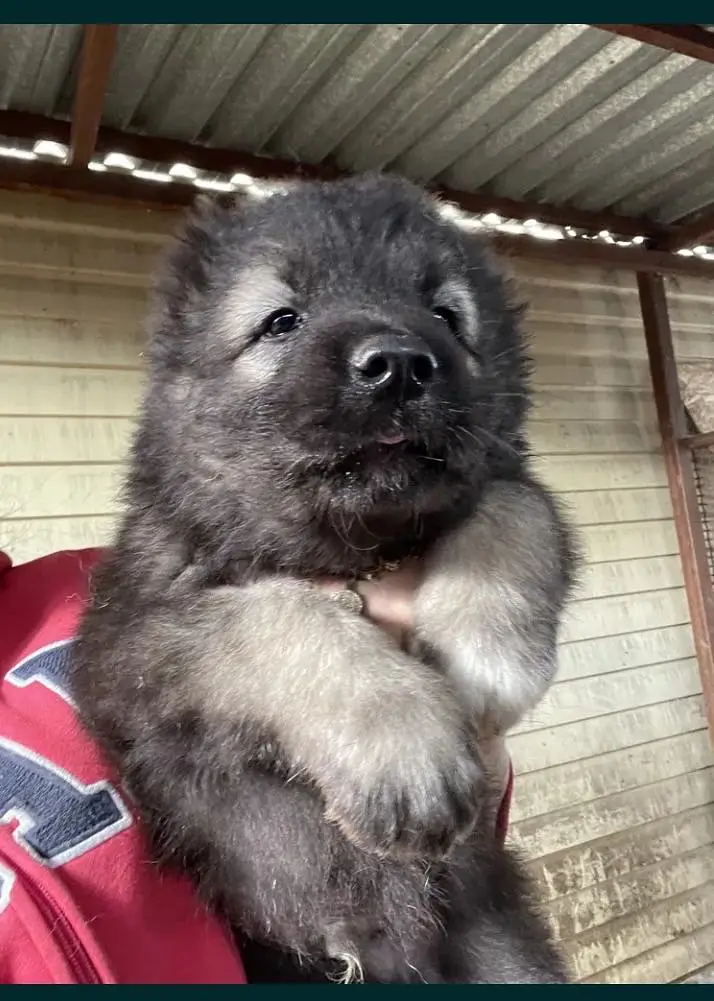 Caucasian shepherd — photo 6