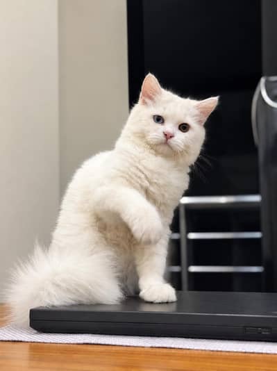 Persian cat