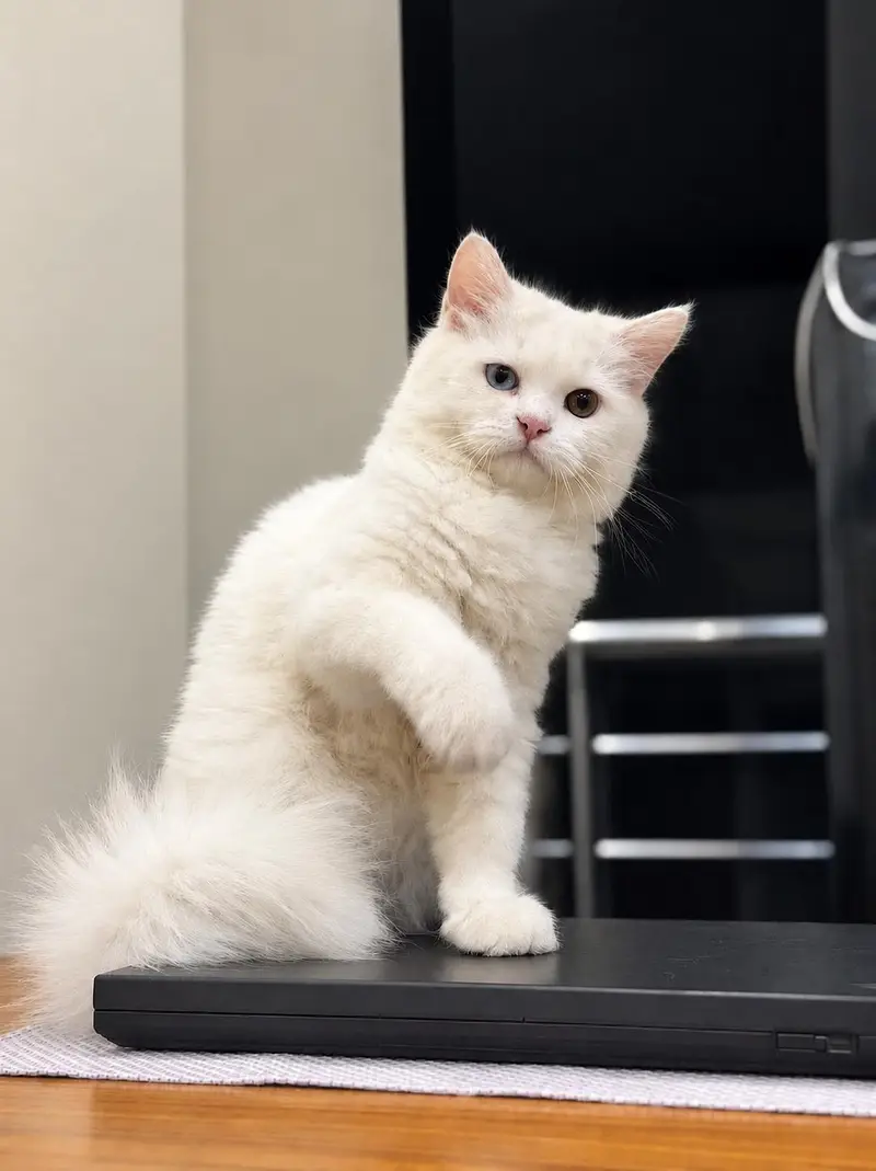 Persian cat