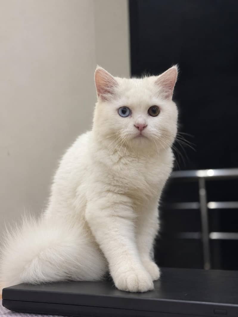 Persian cat 1