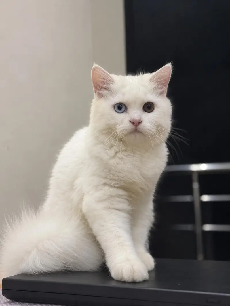 Persian cat — photo 2