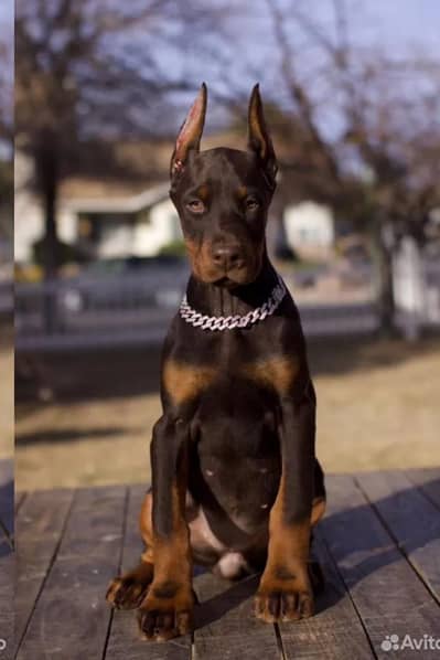 Doberman