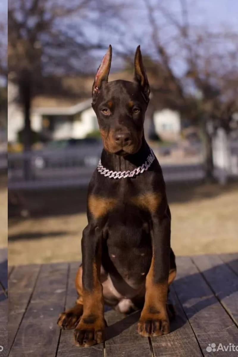 Doberman 0
