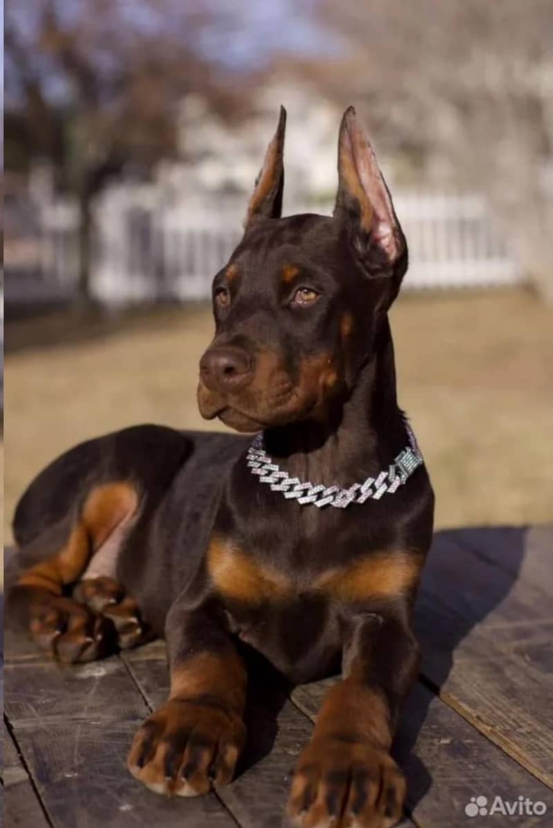 Doberman 1