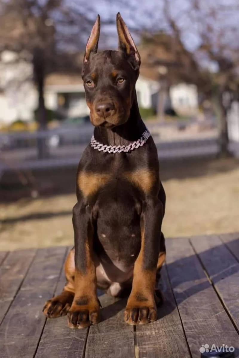 Doberman 2