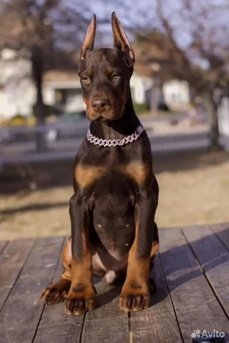 Doberman — photo 3