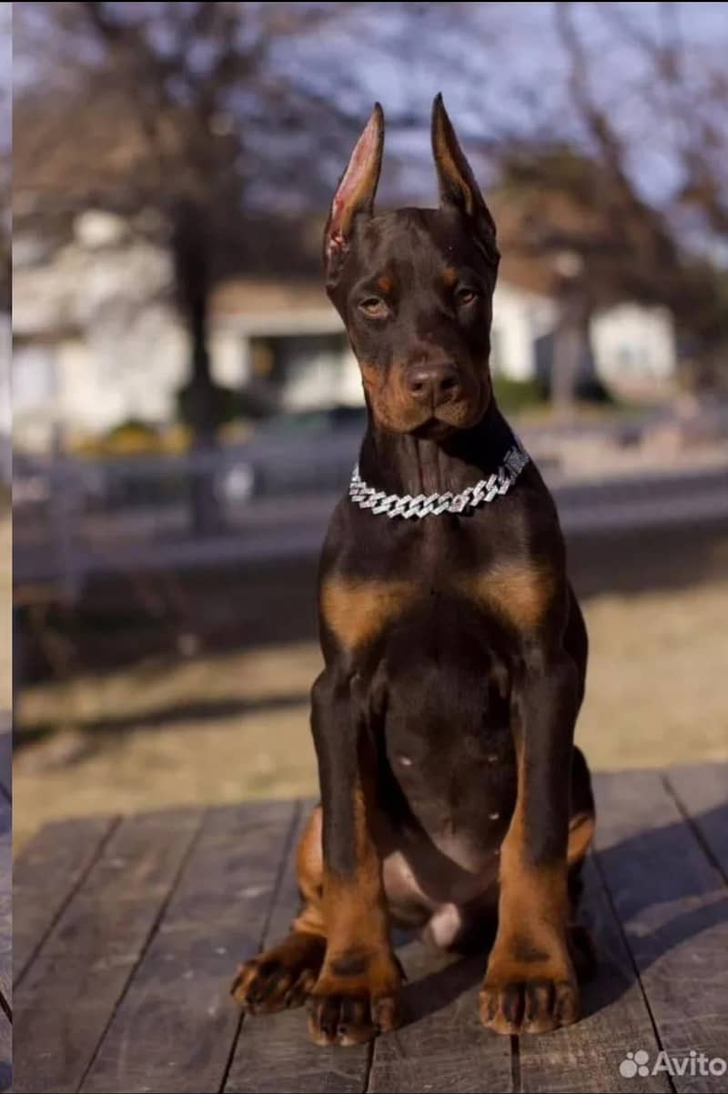 Doberman 3