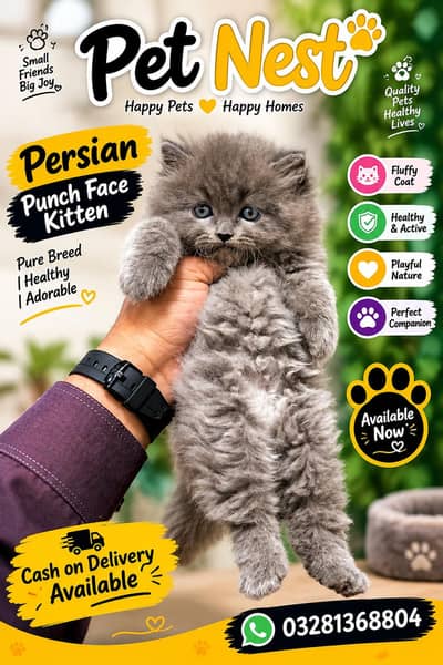 cash on delivery available Persian punch face cat kitten