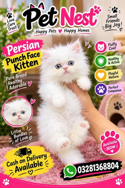 cash on delivery available Persian punch face cat kitten