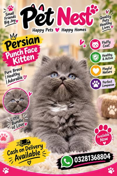 cash on delivery available Persian punch face cat kitten