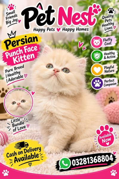 cash on delivery available Persian punch face cat kitten
