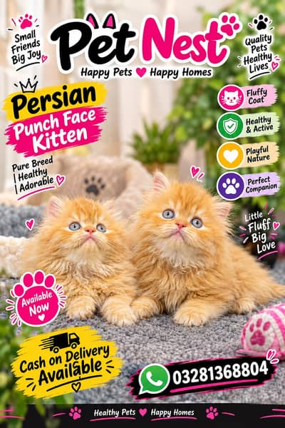 cash on delivery available Persian punch face cat kitten