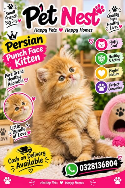 cash on delivery available Persian punch face cat kitten