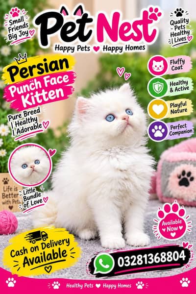 cash on delivery available Persian punch face cat kitten