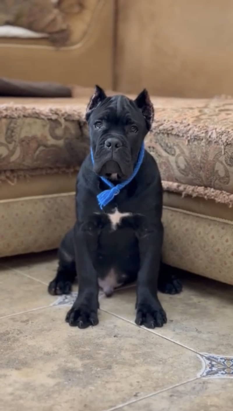 Cane corso 0