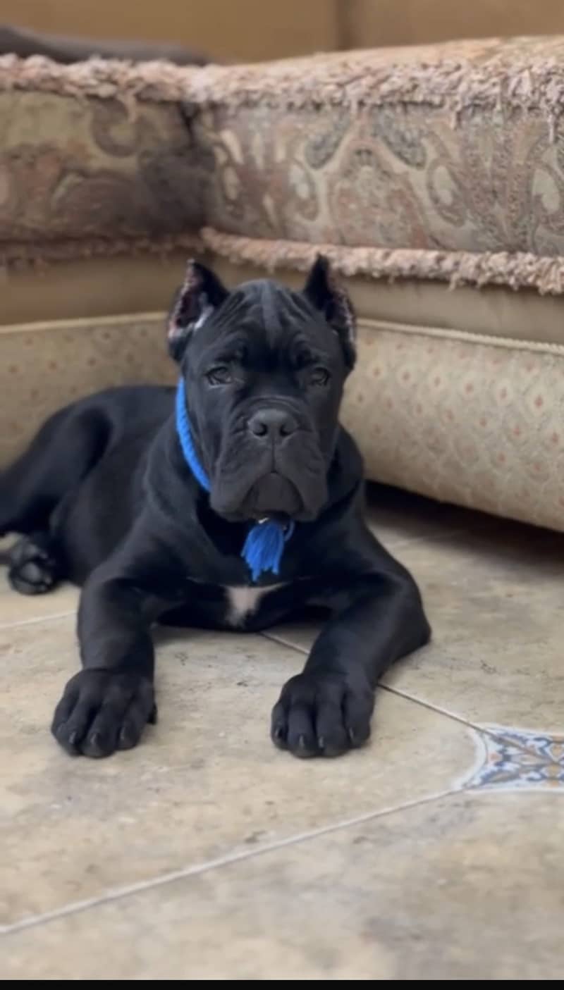 Cane corso 1