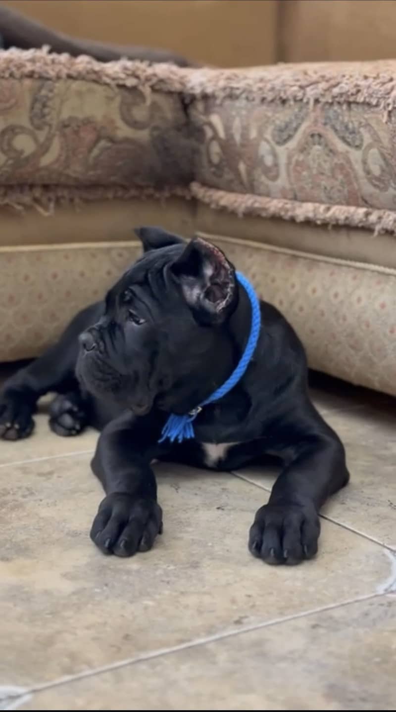 Cane corso 2