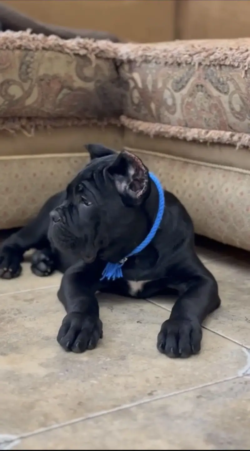 Cane corso — photo 3
