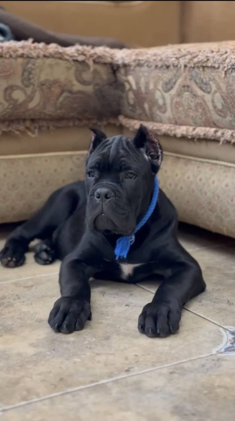 Cane corso 3