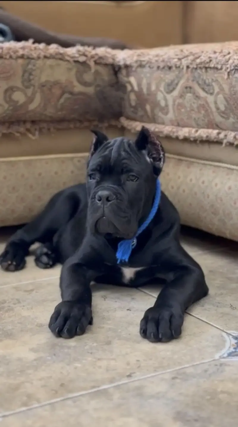 Cane corso — photo 4