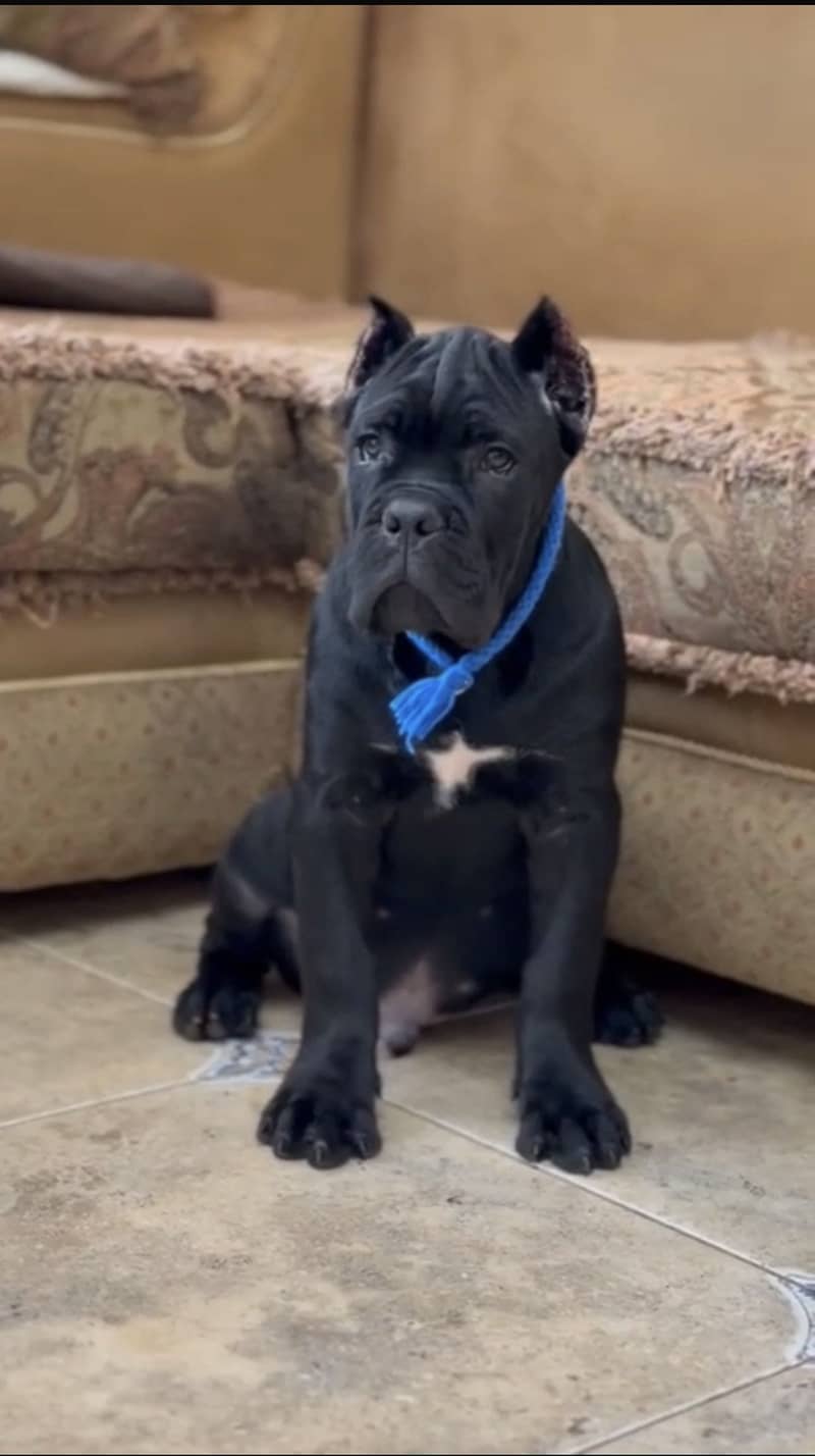 Cane corso 4