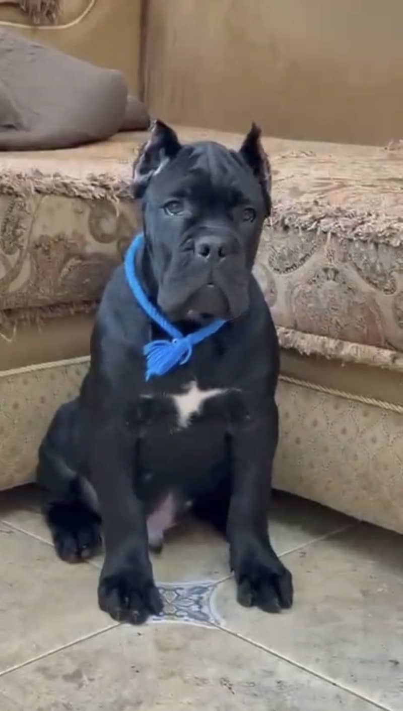Cane corso 5