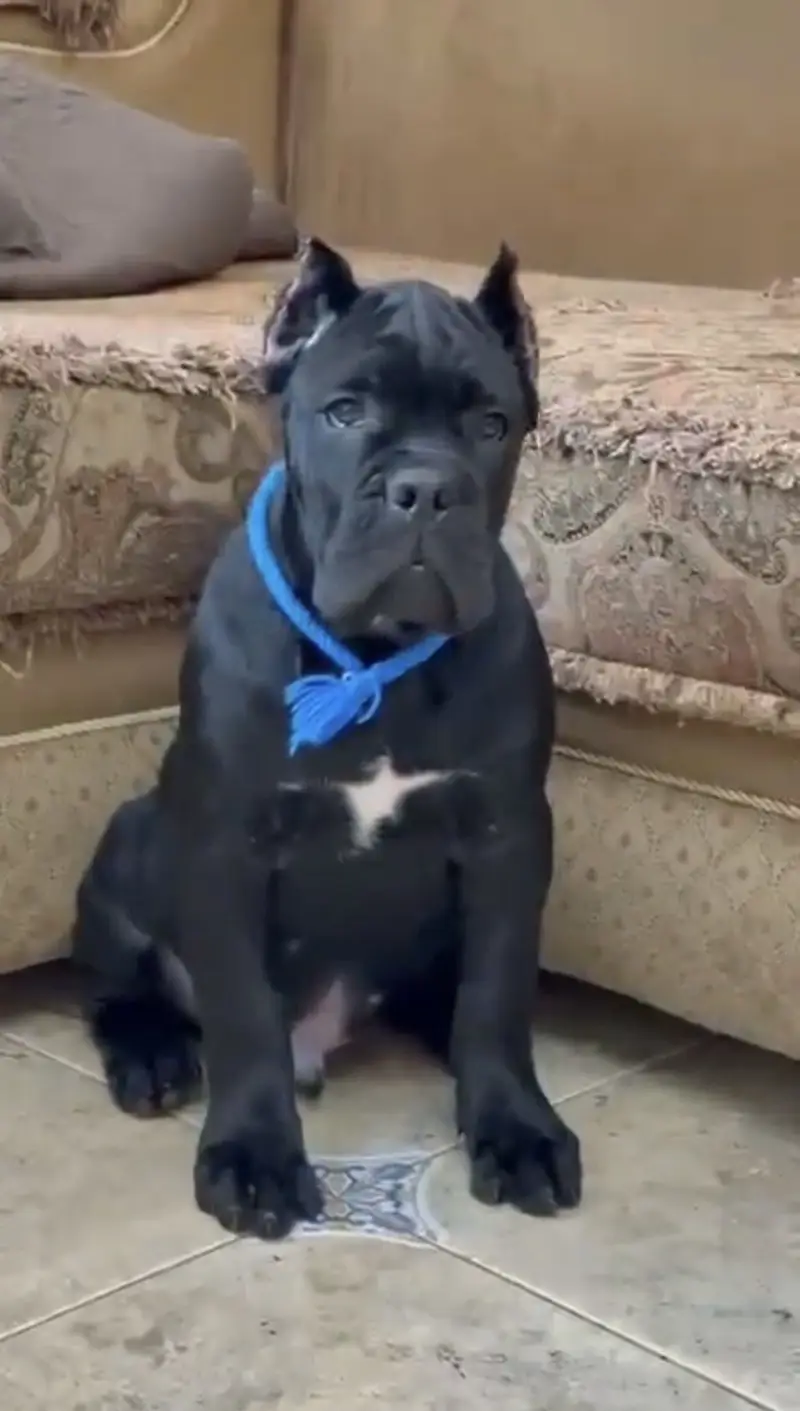 Cane corso — photo 6